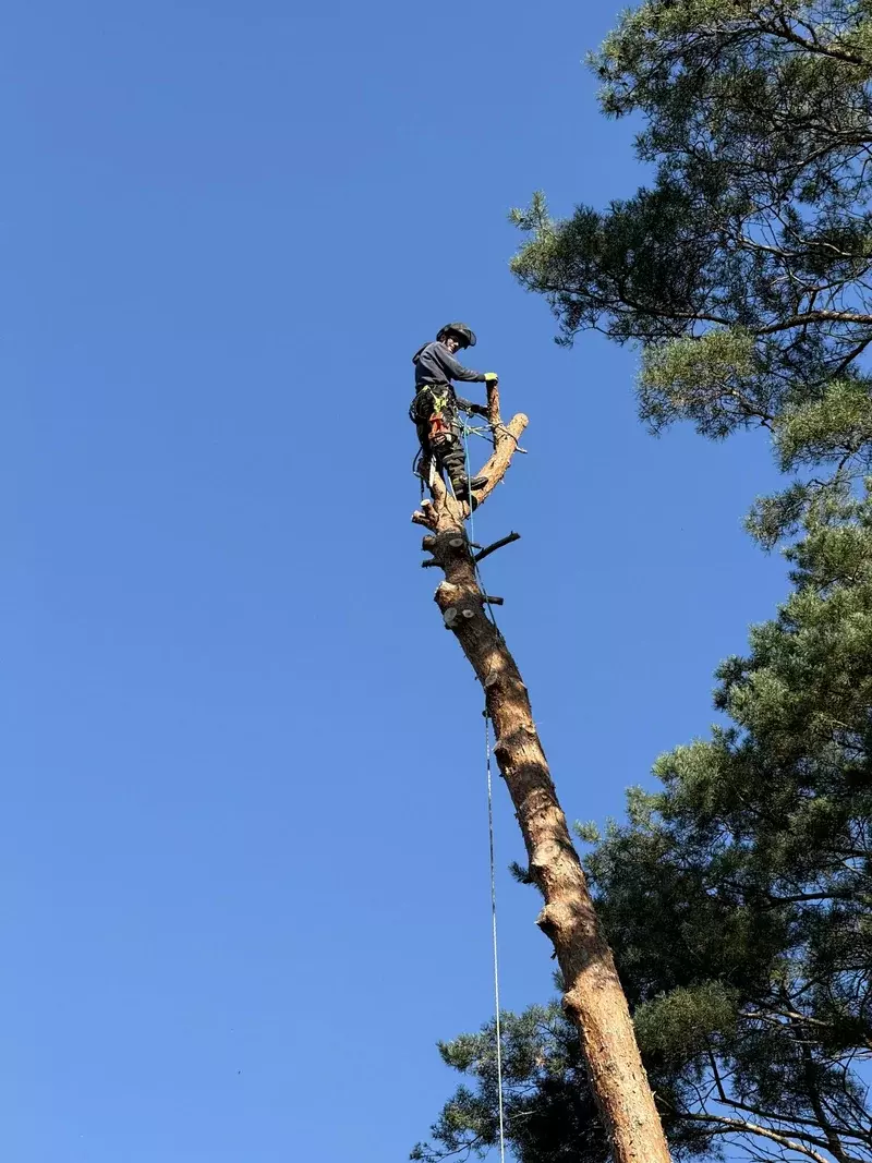 Grove den 27 meter hoog naast huis
