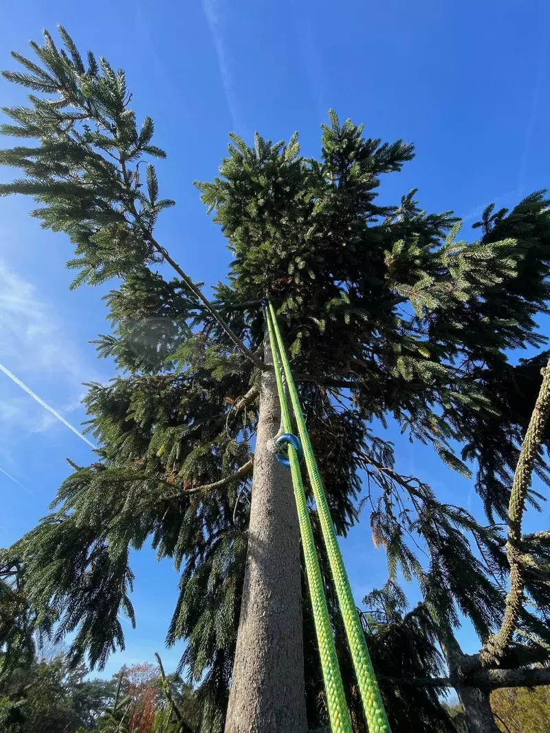 ARBORIST - klimmend snoeien - Dieter Waeyenbergh