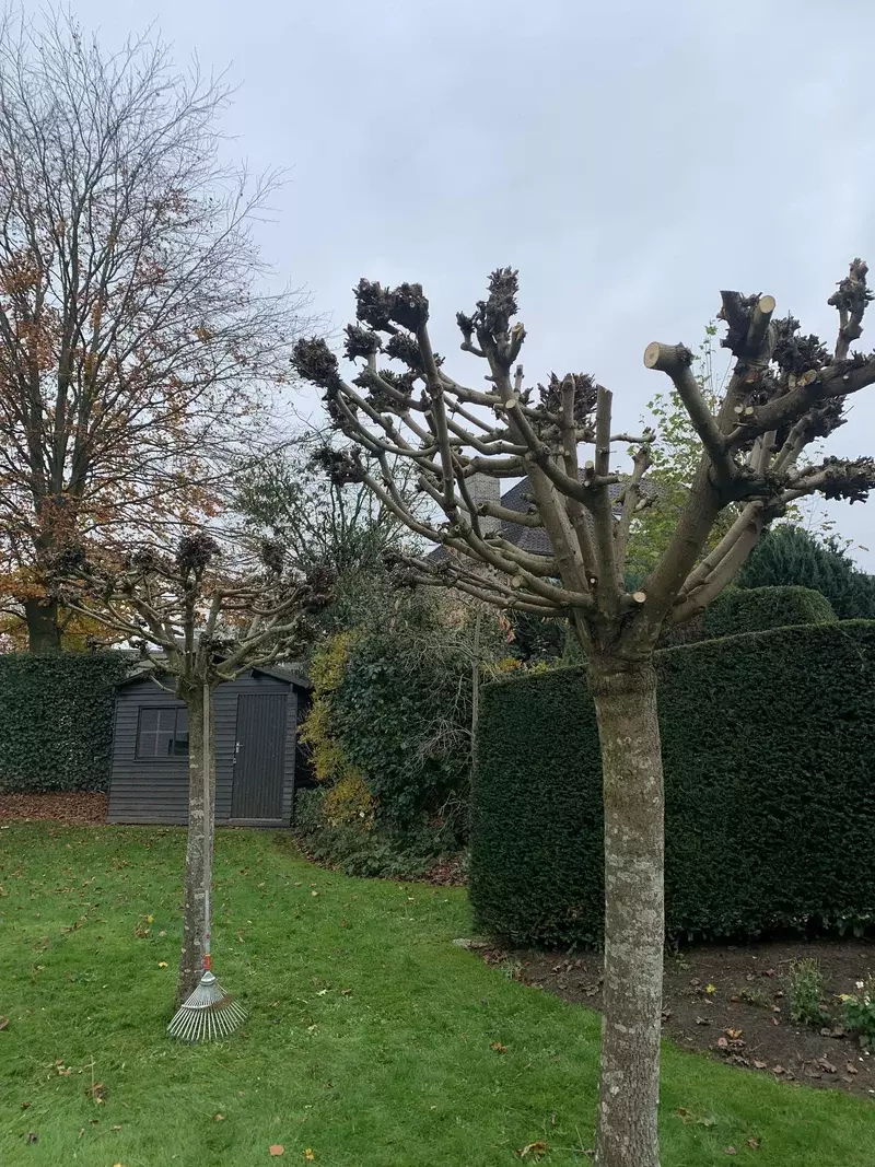 Snoeiwerken wilgen