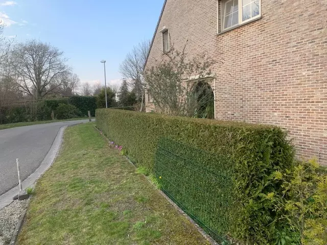Haag