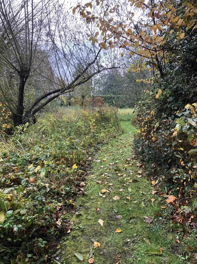Ecologische rietzone