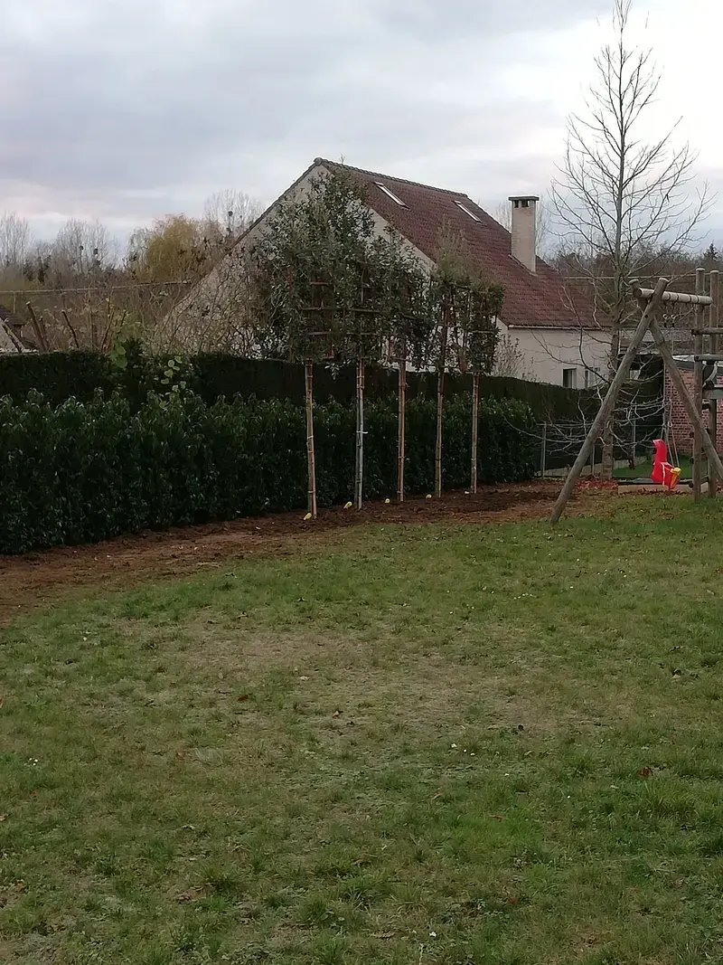 aanplaten van nieuwe haag +leibomen