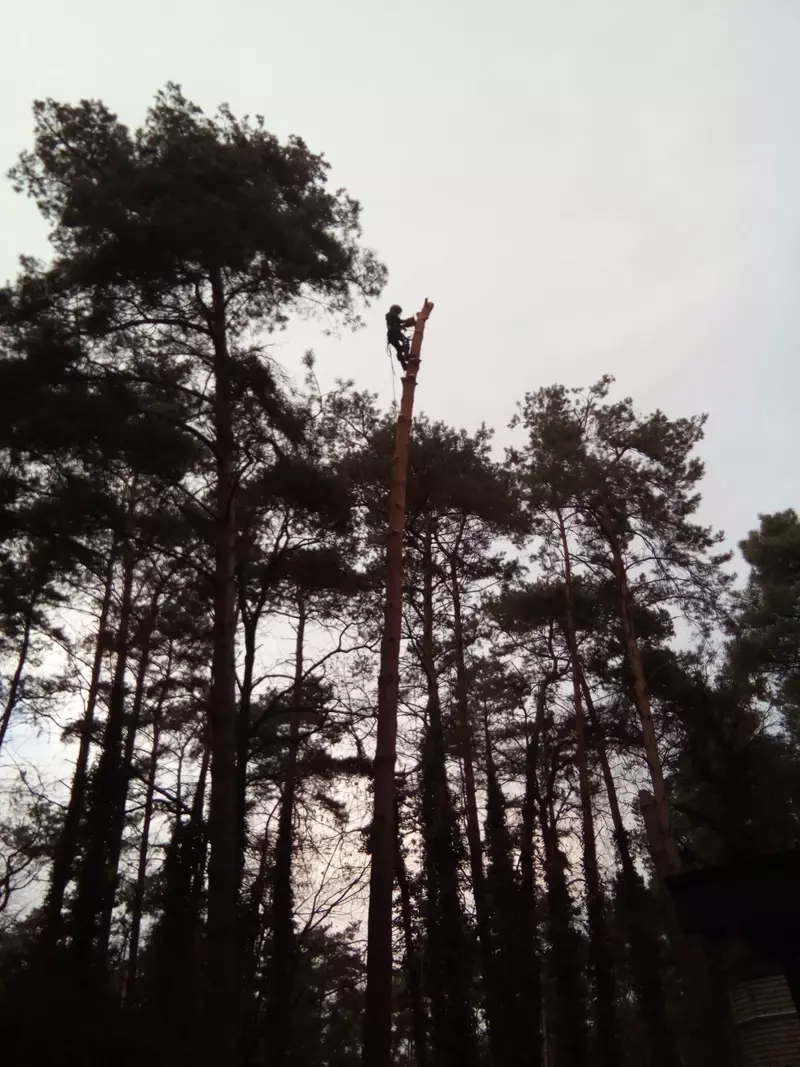 Nog een grove den naast huis 25 meter hoog