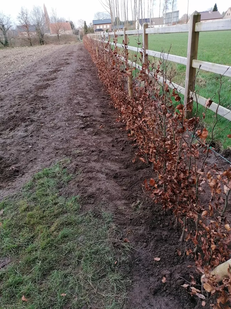 Aanplanting haag 