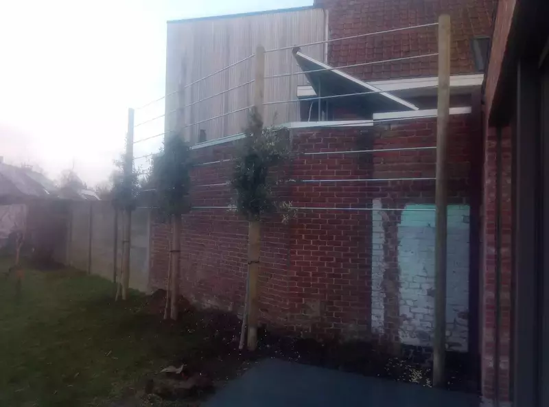 leiconstructie met quercus ilex