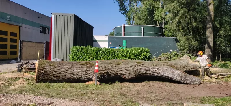 Ook van dikke of moeilijke bomen hebben wij geen schrik