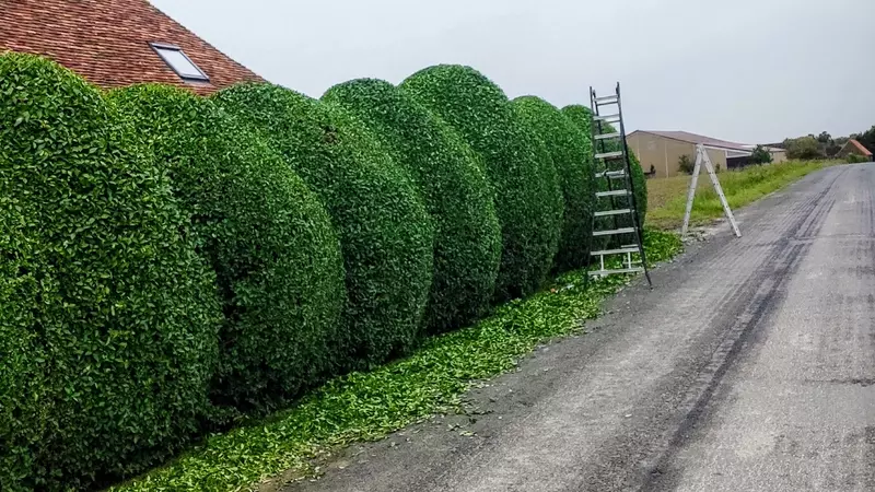 Snoeiwerken