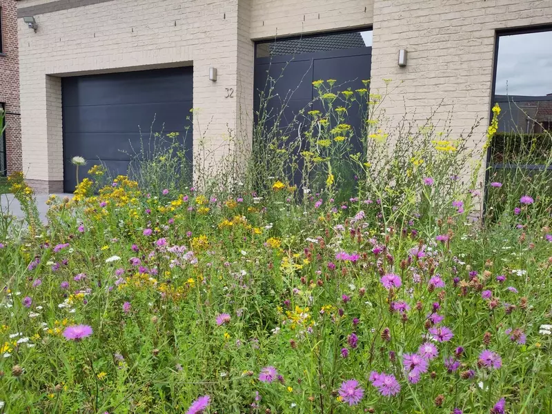 Bloemenveld aan voortuin