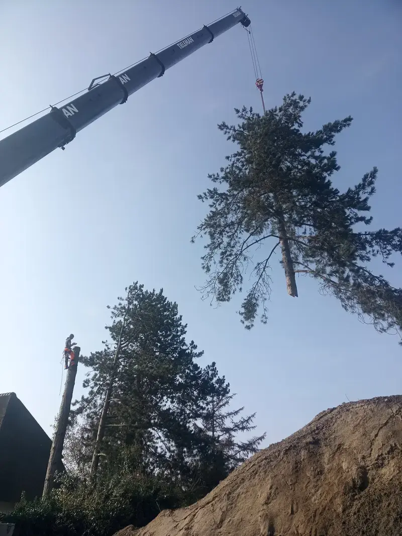 Demonteren van bomen met behulp van telekraan