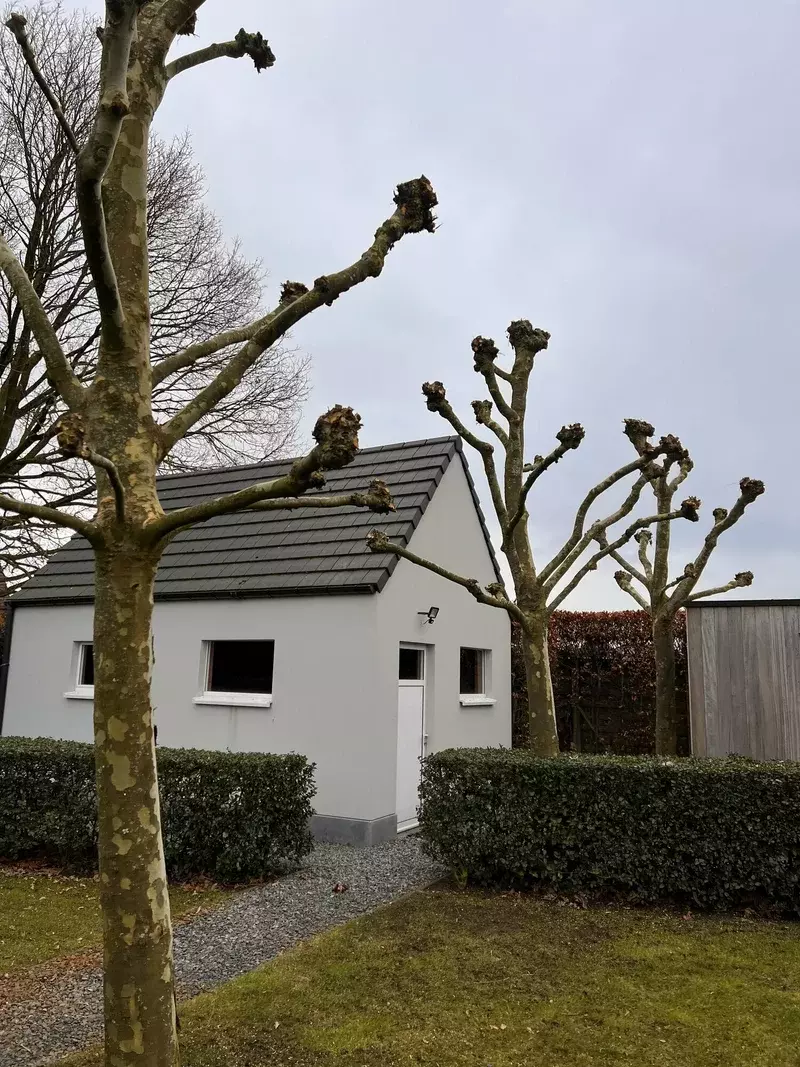 Herknotten van platanen