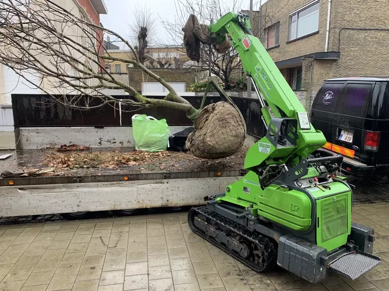 Aanplanten van een meerstammige notelaar in een kleine stadstuin.