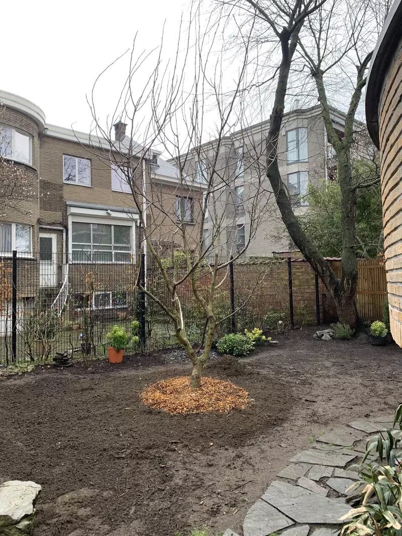 Aanplanten van een meerstammige notelaar in een kleine stadstuin.