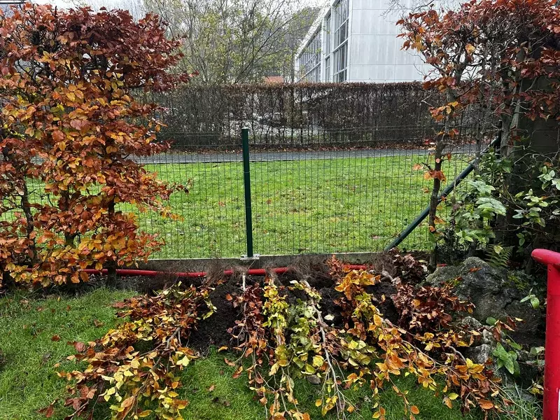 Aanplant Fagus Sylvatica