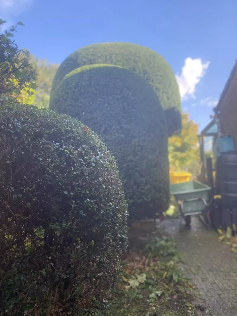 Snoeiwerken 