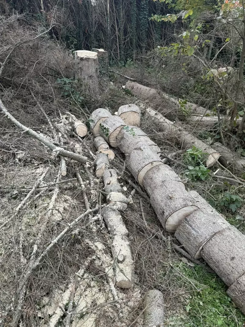 Vellen van een Boom 