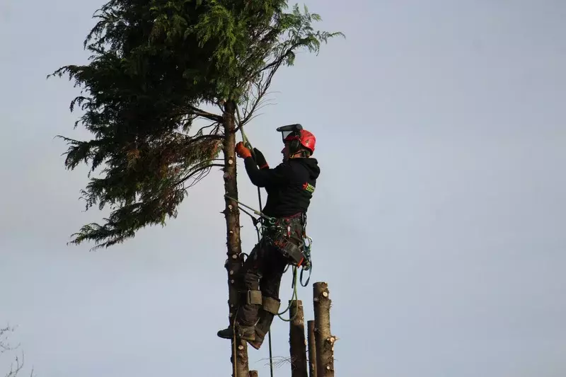 met klimtouwen spar verwijderen boven tuinhuis