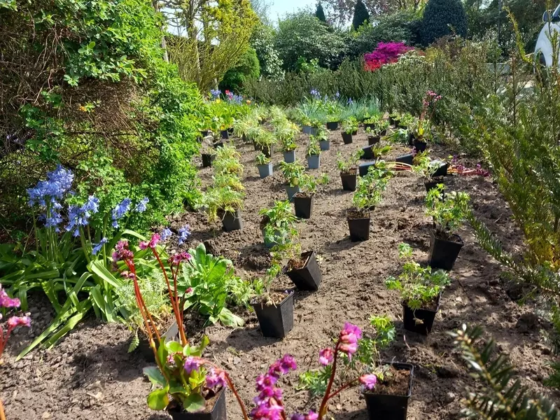 Aanplanting bloemenborder