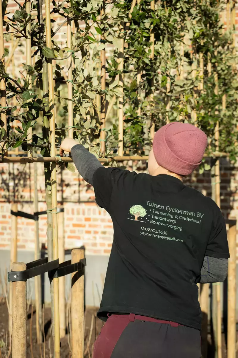 Leiden van Quercus ilex leibomen