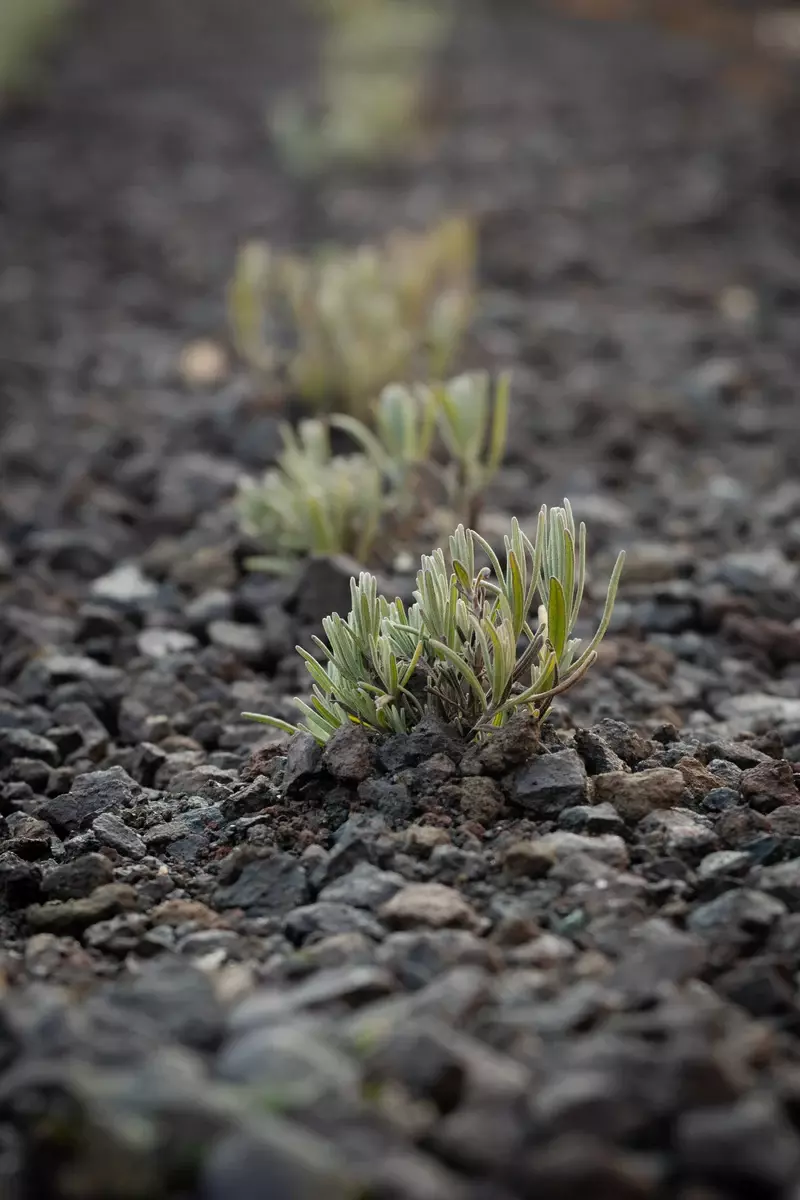 Aanplant van Lavandula, Pennisetum met accenten van Verbena