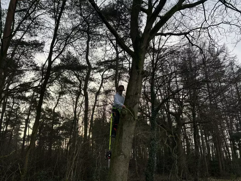 Snoeien van bomen
