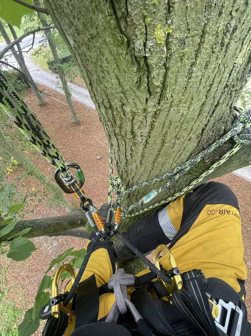 Veilig snoeien, vormsnoei, dode takken verwijderen en het gezond houden van jouw bomen. Efficiënt en veilig verwijderen van bomen.