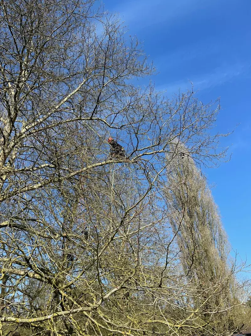 ARBORIST - klimmend snoeien - Dieter Waeyenbergh