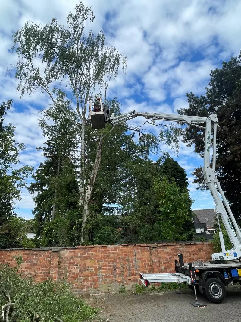 ARBORIST - vellen met hoogtewerker - Dieter Waeyenbergh