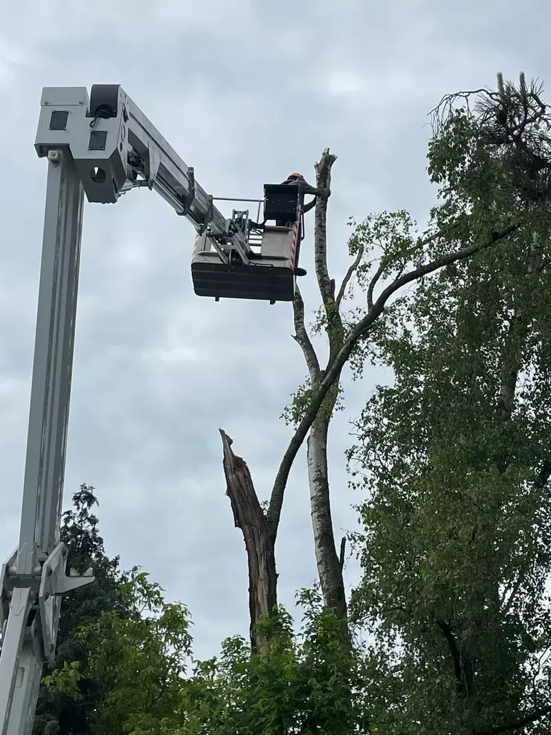 ARBORIST - vellen met hoogtewerker - Dieter Waeyenbergh
