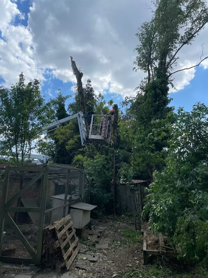 ARBORIST - vellen met hoogtewerker - Dieter Waeyenbergh