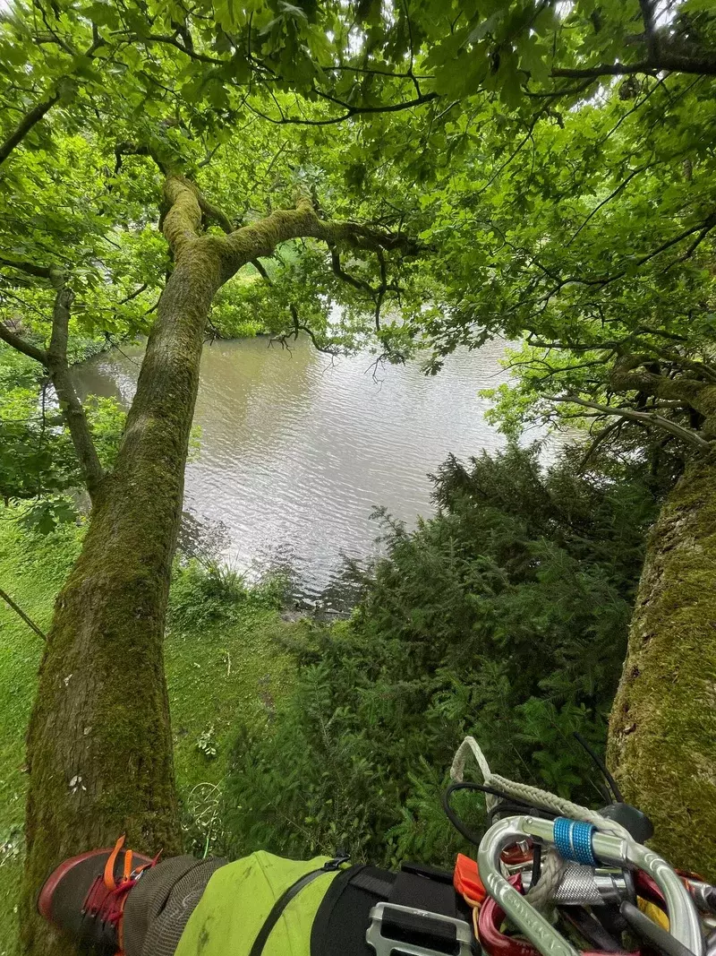 ARBORIST - klimmend snoeien - Dieter Waeyenbergh
