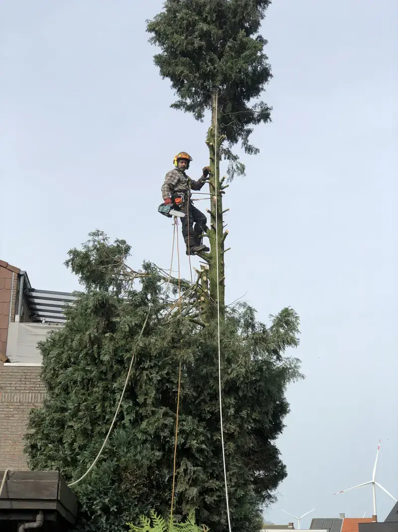 Snoeien op grote hoogte met klimmateriaal