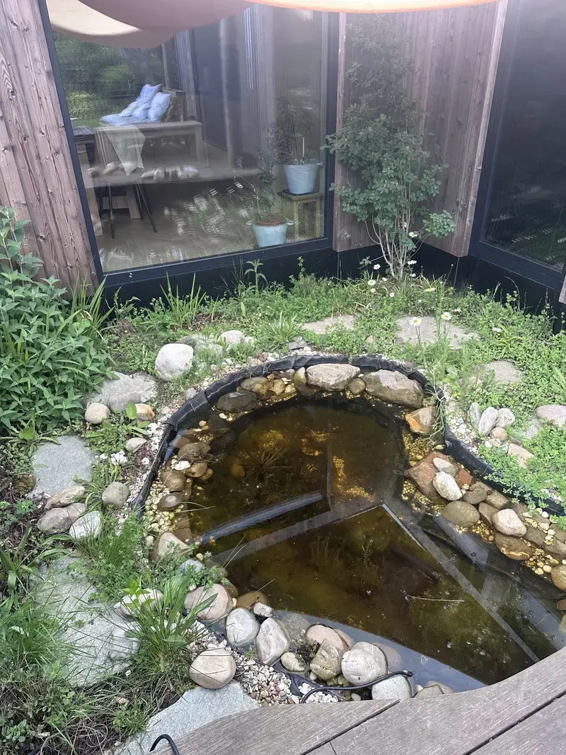 natuurlijk vijvertje met veel salamanders 