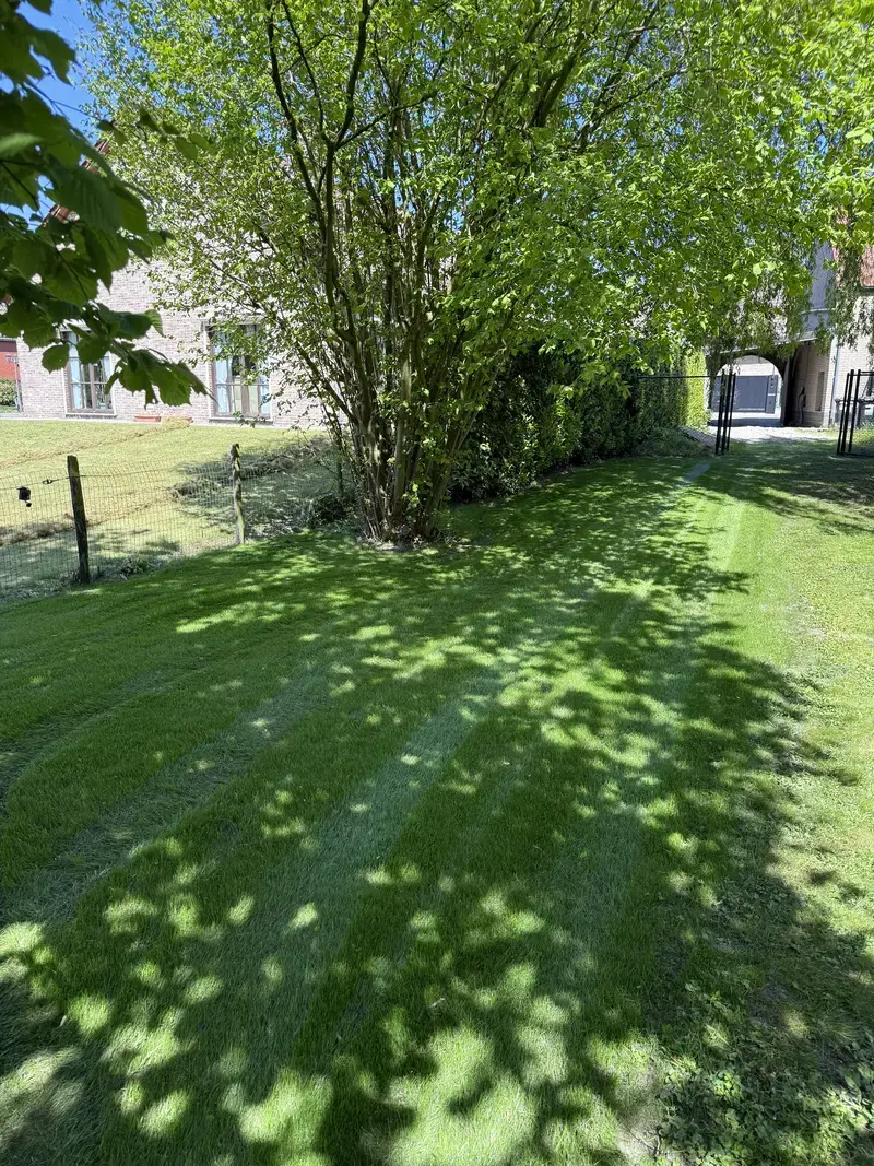 Na voorbereiding dit stuk grond geëgaliseerd en ingezaaid, op foto resultaat na eerste maaibeurt. 