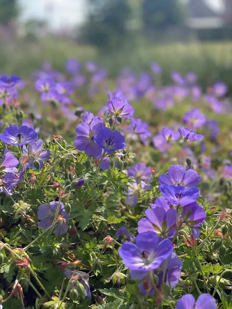 Kleur in de tuin
