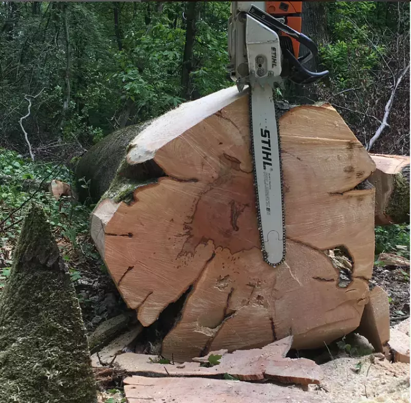Grote bomen
