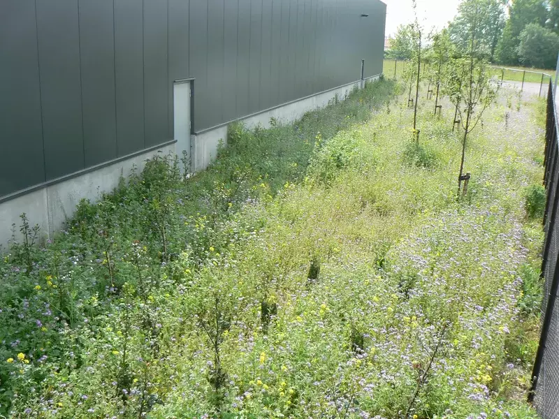 bedrijfstuin met onderbezaaiing van groenbemesters: géén onkruiddoeken maar levend kruidentapijt : lage aanleg en -beheerskost