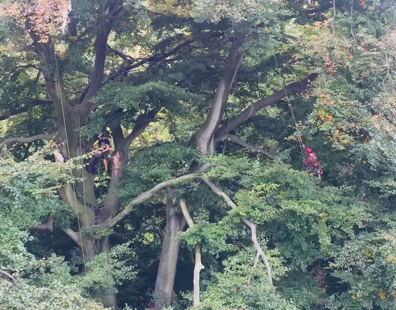 Plaatsen van een dynamische kroonverankering in een monumentale beuk