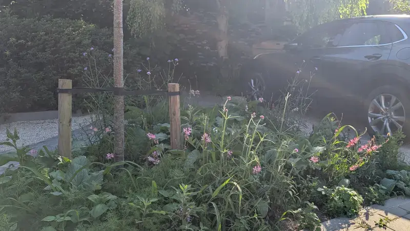 Detailfoto van een ecologische vaste plantenborder in de voortuin met vaste planten en een jonge boom voorzien van boomsteunen.