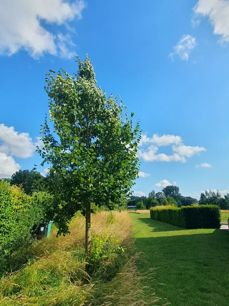 Bomen Mon