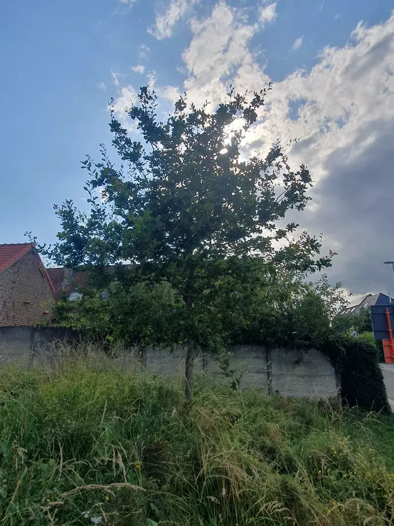 Bomen Mon