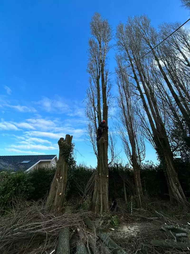 Bomen Mon