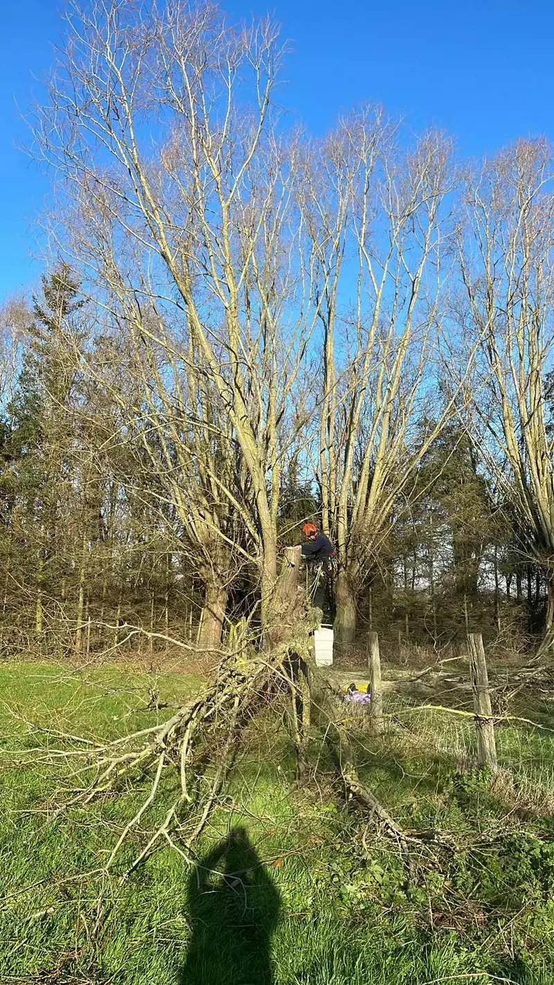 Bomen Mon
