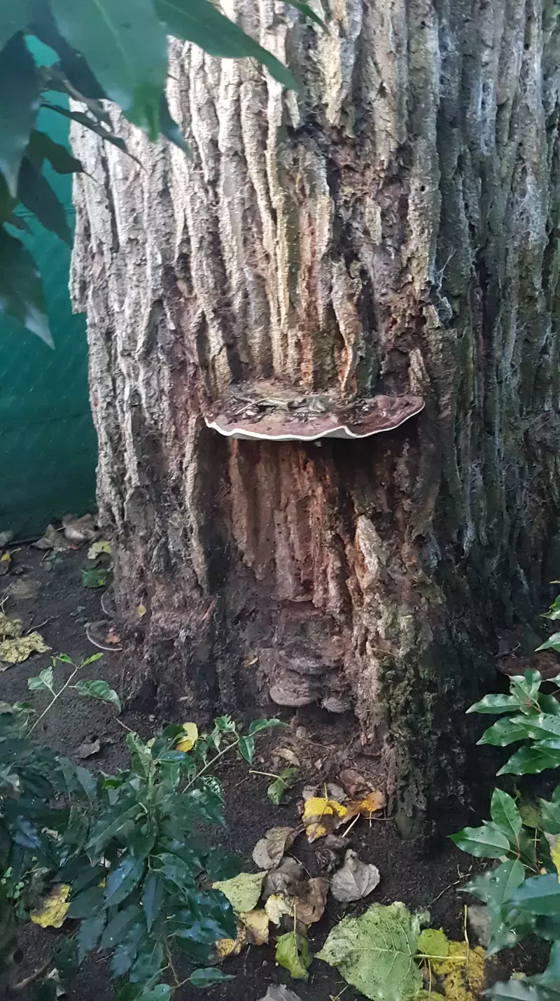 Boris Christiaens arborist