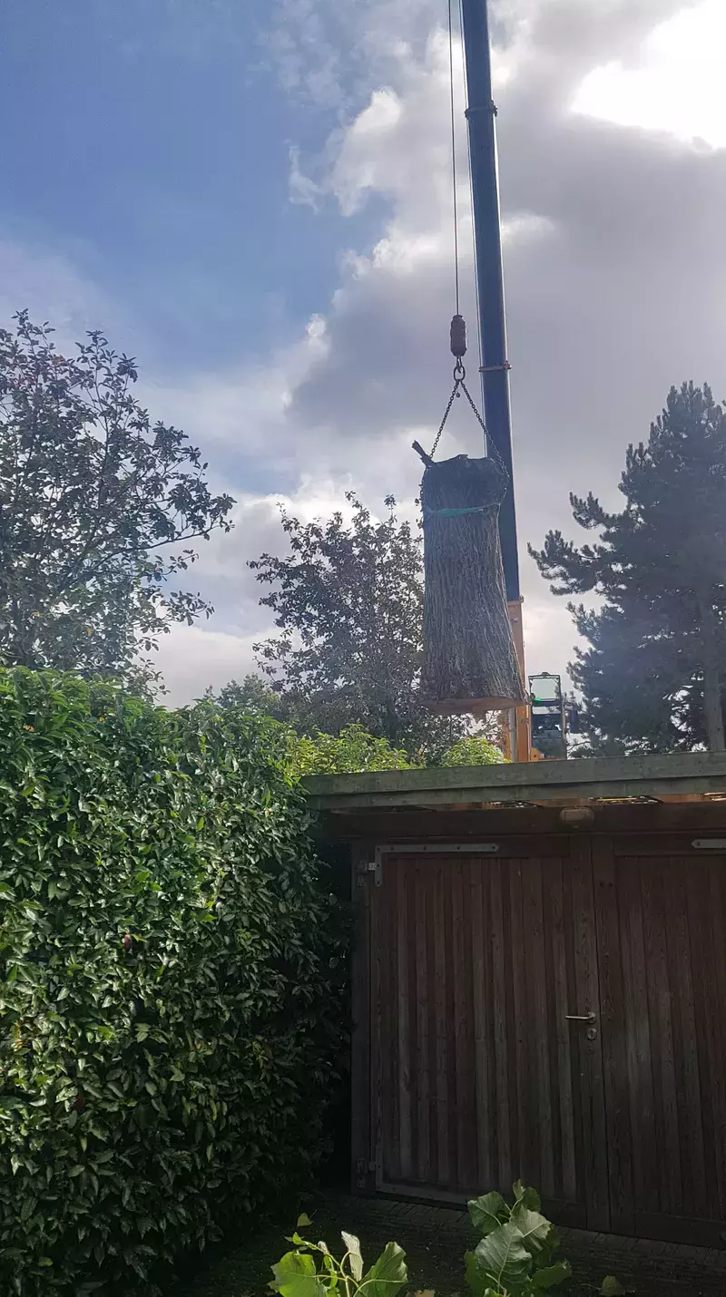Boris Christiaens arborist