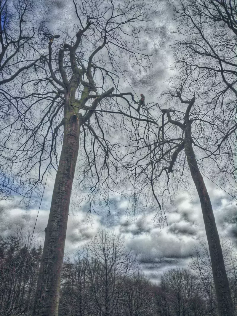Boris Christiaens arborist