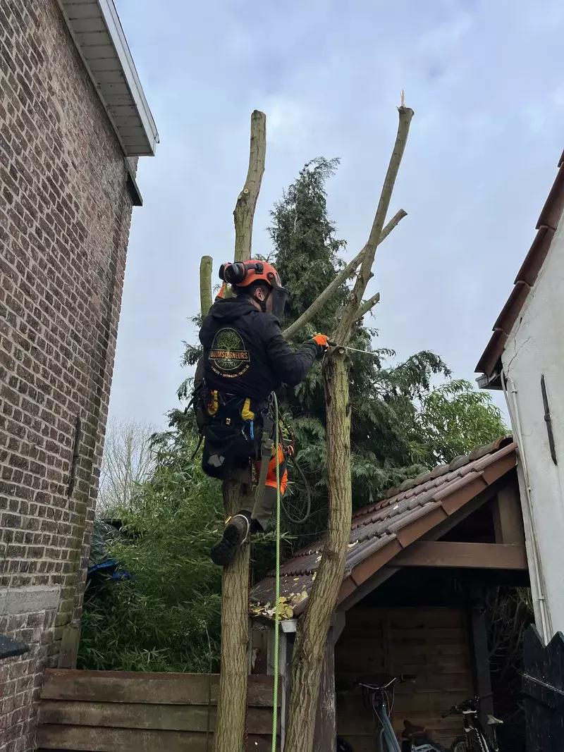 Demonteren van een boom tussen twee woningen met behulp van klimtechnieken