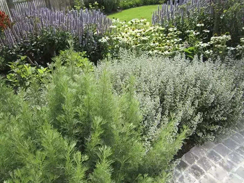 Bij- en vlindertuin