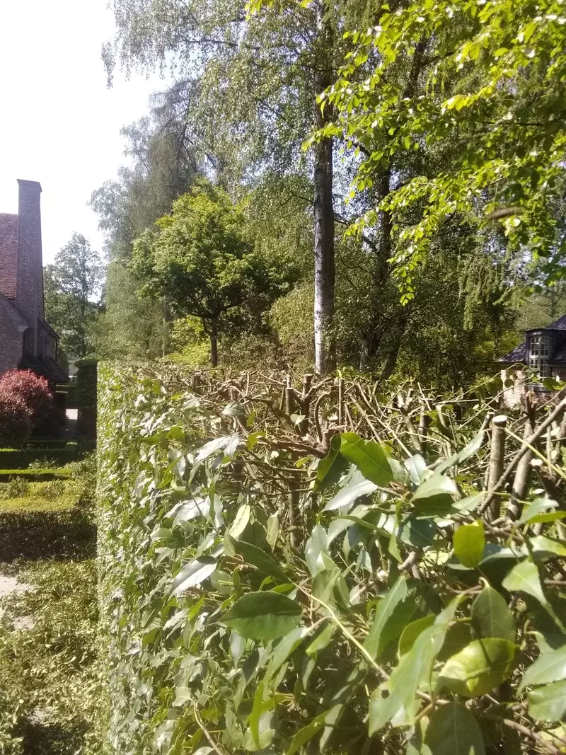 stevig inkorten en strakke afwerking van een haag