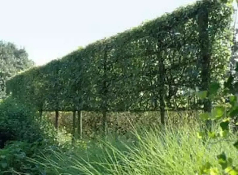 De Groene