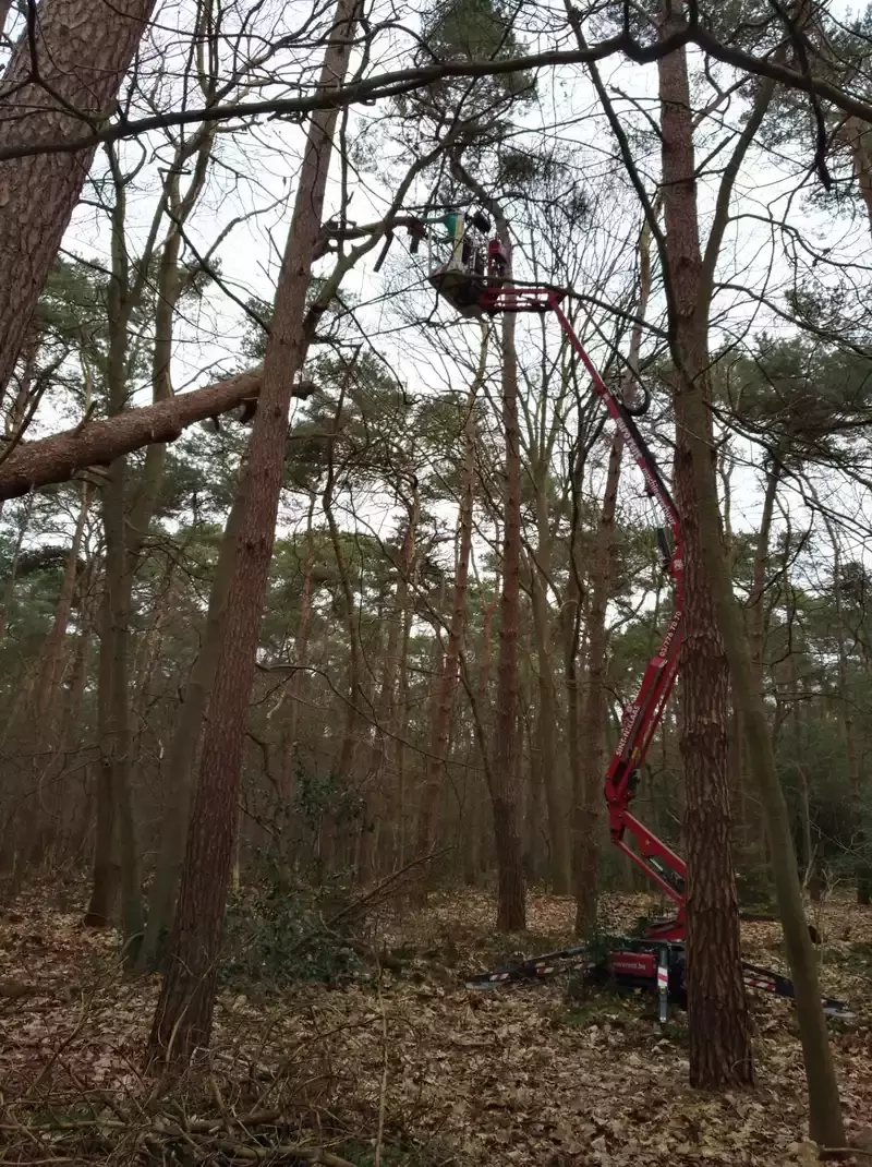 De Hofnar